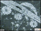 Echinoderm debris