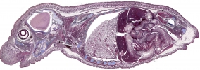 اسکنر لام میکروسکوپ PathScan Enabler IV