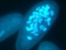 Live cells of the ciliate Paramecium stained with DNA-selective dye